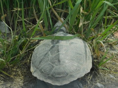 Malaclemys terrapin terrapin