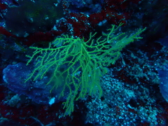 Melithaea