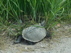 Malaclemys terrapin terrapin