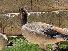 Alopochen aegyptiaca