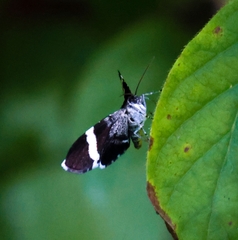 Trichodezia albovittata