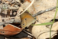 Hypocysta adiante