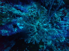 Pocillopora acuta