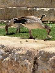 Alopochen aegyptiaca