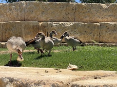 Alopochen aegyptiaca