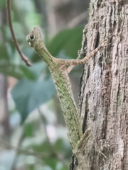Draco melanopogon