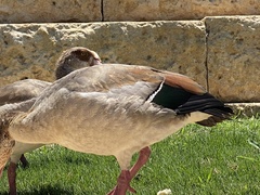 Alopochen aegyptiaca