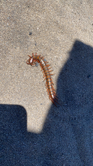 Scolopendra subspinipes