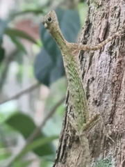 Draco melanopogon