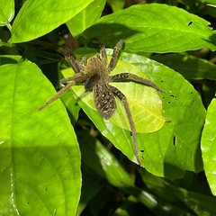 Ancylometes bogotensis