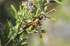 Euodynerus pratensis
