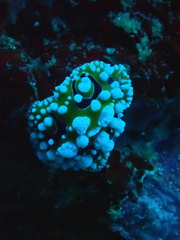 Phyllidia ocellata