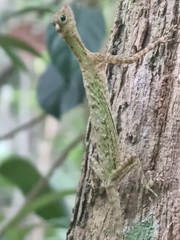 Draco melanopogon