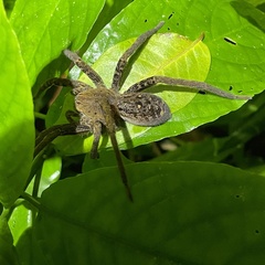 Ancylometes bogotensis