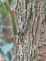 Draco melanopogon