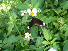 Bidens alba