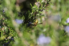 Euodynerus pratensis