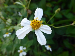 Bidens alba