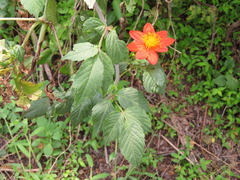 Dahlia coccinea