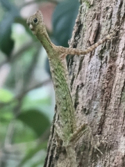 Draco melanopogon