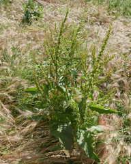 Rumex obtusifolius