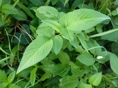 Bidens alba