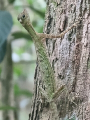 Draco melanopogon