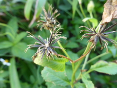 Bidens alba