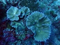 Pectinia paeonia