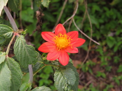 Dahlia coccinea