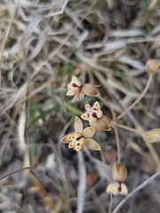 Asclepias senecionifolia