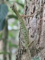 Draco melanopogon