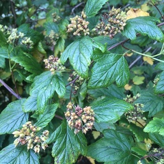 Physocarpus capitatus