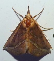 Phyprosopus callitrichoides