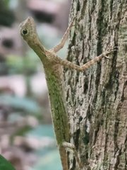 Draco melanopogon