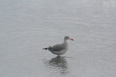 Larus heermanni