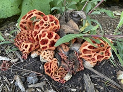 Clathrus ruber