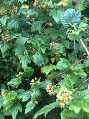 Physocarpus capitatus