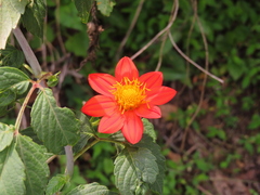 Dahlia coccinea