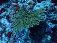 Acropora