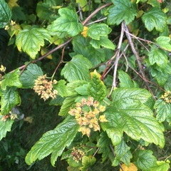 Physocarpus capitatus