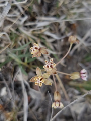 Asclepias senecionifolia