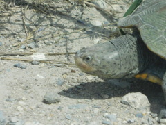Malaclemys terrapin terrapin
