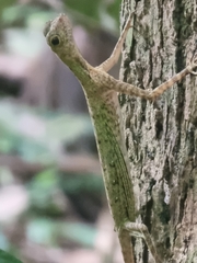 Draco melanopogon