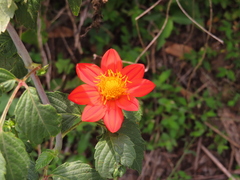 Dahlia coccinea
