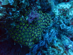 Galaxea fascicularis