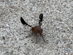 Delphinia picta