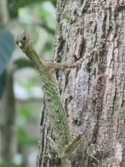 Draco melanopogon