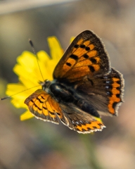 Lycaena phlaeas