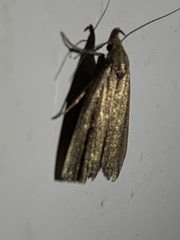 Macrochilo orciferalis